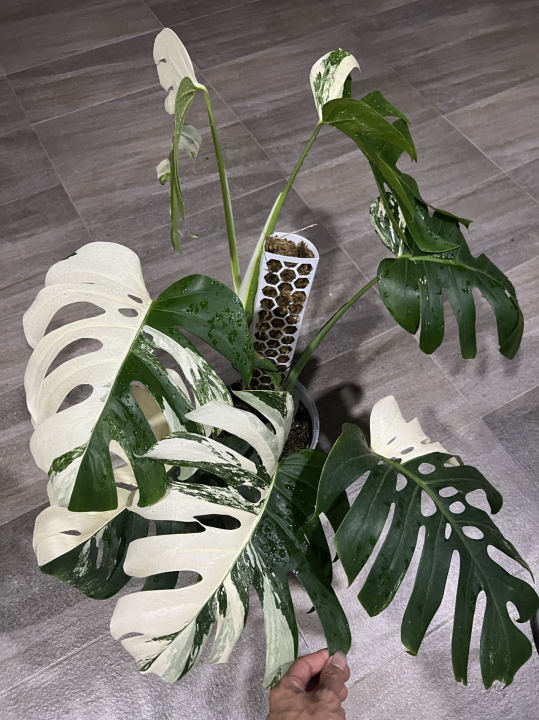 philodendron billietiae mature Philodendron billietiae — Green Acres Nursery & Supply main image 1