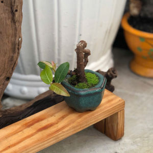 Cây Túc Mini Bonsai Để Bàn 8x4x8cm - Chậu Gốm Mini Cây Cảnh Trang Trí Văn Phòng