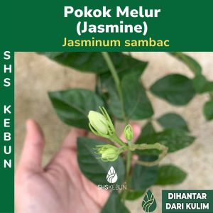 Pokok Bunga Melur Jasmine Flower Jasmine Kampung Wangi Jasminum Sambac Live Flower Plant Tumbuhan Hidup SHS Kebun