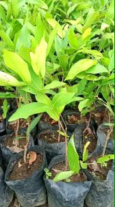 Bibit Jambu TSG Taiwan Super Green