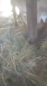 VITAMIN HERBAL NYEOR EJUH PENGGEMUK SAPI KUDA KERBAU KAMBING DAN DOMBA