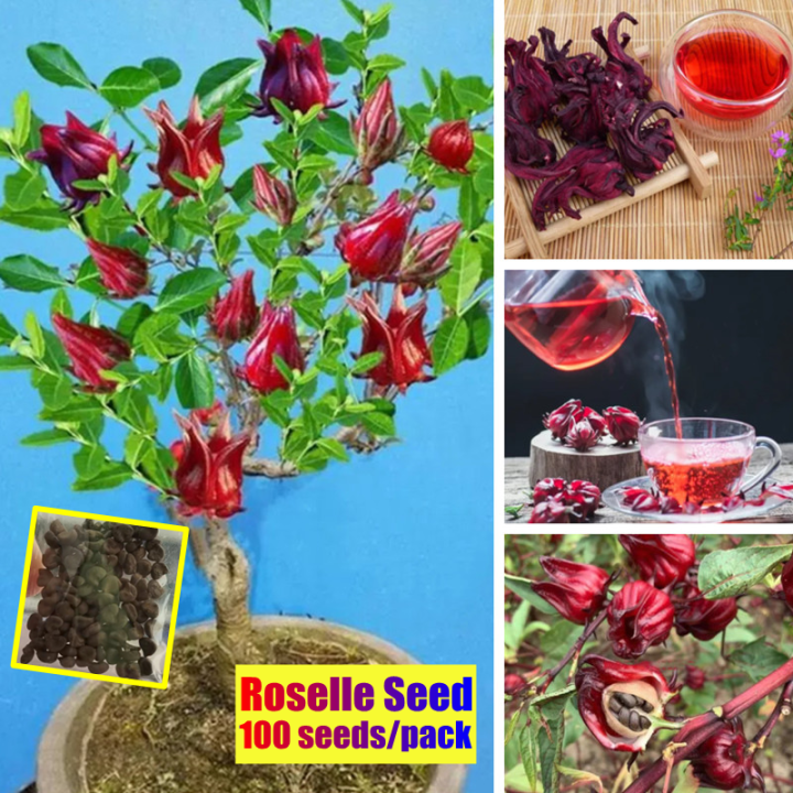 [Fast Growing] Red Ribena Roselle Flower Seeds (100pcs/bag) Bonsai ...