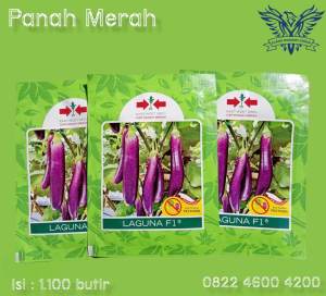Benih Terong Ungu LAGUNA f1 isi 1100 biji  PANAH MERAH