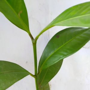 Bibit Tanaman Buah Manggis Super Murah Seedling Atau Okulasi