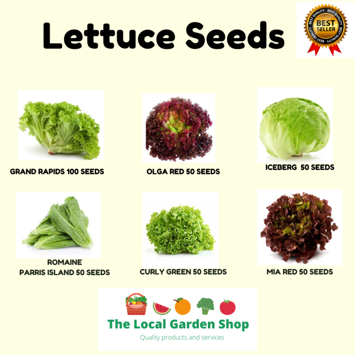 LETTUCE SEEDS Grand rapids, Curly green, Red lettuce Lazada PH