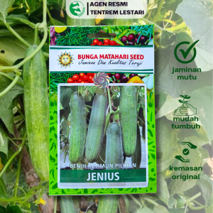 Benih Timun Lalap Hijau JENIUS 80 Biji Cap Bunga Matahari Unggul Lebat