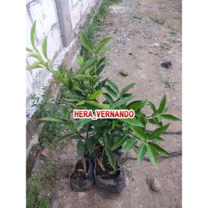 Bibit Jeruk Nagami Sudah Berbuah Lebat Super Okulasi