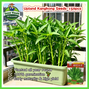 100% Legit High Germination 150pcs Kangkong Seeds for Planting Vegetable Plants Willow Leaves Water Spinach Seeds for Sale Organic Upland Kangkong Seeds Vegetable Seeds for Gardening Balcony Live Kangkong Seedlings Condor Seeds Easy To Grow Veggie Seeds