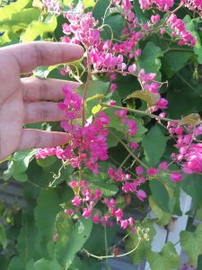 Benih Bunga Air Mata Pengantin / Bunga AMP / Antigonon Leptopus