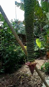 Bibit Pisang Seribu & Pisang Sewu: Cara Menanam Pisang Super Panjang