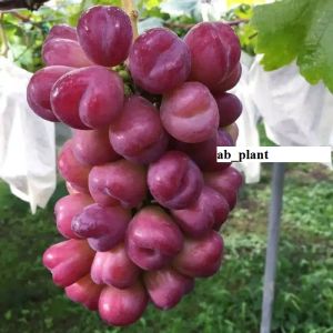 BIBIT ANGGUR IMPORT MY HEART Hasil Grafting Super Cepat Berbuah Jumbo