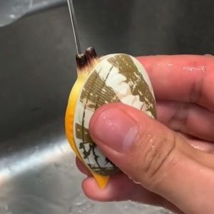 IPIE2 Handheld Simulated Clam Water Toy Splashing Spray Easy To Fill Seafood Clam Water Spray Toys Water Play Toys Plastic Water-Sprinkling Toy Summer