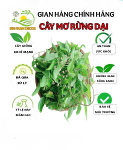 1kg cây mơ rừng dại tươi hữu cơ