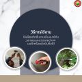 เลื่อยฉลุฝ้าเพดาน ยี่ห้อ พัมคิน เลื่อยตัดฝ้า เลื่อยฉลุฝ้า ขนาด 6.5 นิ้ว 2ใบ WALLBOARD SAW เลื่อย ตัด เจาะ ฝ้า หางหนู เลื่อยตัดยิปซั่ม มิตสห Mitsaha. 