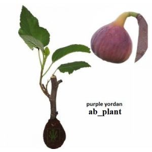 Bibit Buah Tin Purple Yordan Jordan Super Cangkok JUMBO Cepat Berbuah