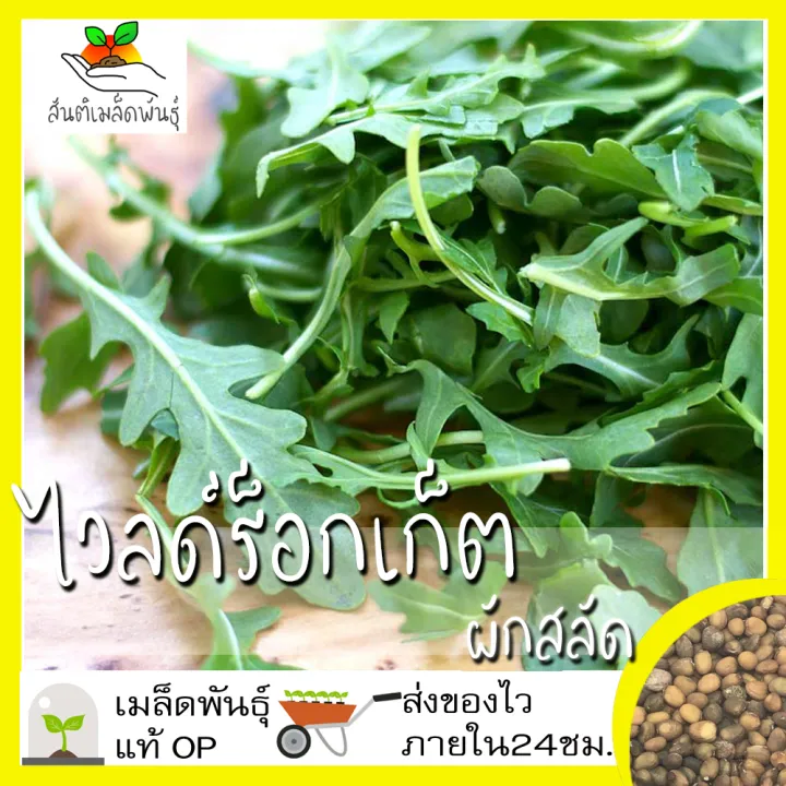 เมล็ดพันธุ์ไวลด์ร็อกเก็ต Wild Rocket Seed 400 เมล็ด