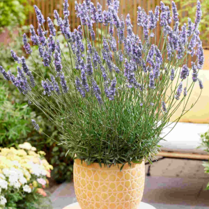 Portuguese Lavender Fragrant Flower Herb 160 Seeds Easy Grow Flower Balcony Friendly