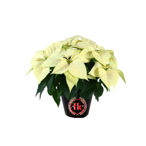 tanaman hias bunga kastuba daun  putih