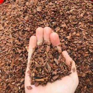 Vỏ thông Orchiata hạt đậu 500gr