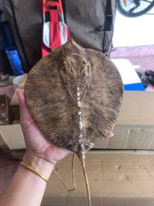 ❗️ ส่งฟรี ❗️ กระเป๋าสะพายปลากระเบนยักษ์ [ พร้อมสายสะพาย งานอลังการเหมือนสะพายของจริง ]  ทำมือทุกขั้นตอน ฝีมือคนไทย