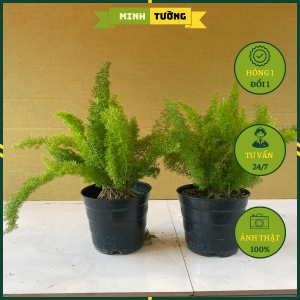 Cây Đuôi Chồn - Cây Kiểng Đẹp Để Bàn