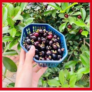 ต้นกล้าเชอร์รี่ สวนผลไม้ครอบครัวเล็ก ต้นเชอร์รี่ รักษาฟอร์มให้ดี ฉ่ำ พืชธรรมชาติที่หายาก