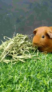 ใบถั่วกลาบราต้า อบแห้งสำหรับสัตว์ฟันแทะต่างๆ ใหม่ สะอาด หอมมาก (กลาบราต้า ถุง200กรัม)