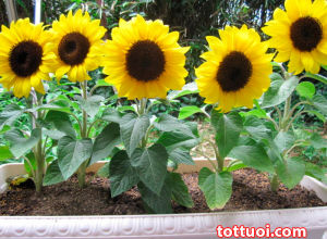 (Gói 40 hạt) Hạt Giống Hoa Hướng Dương Lùn F1(Rất rễ trồng & Hoa nở đẹp-Tổng kho hạt giống giá rẻ