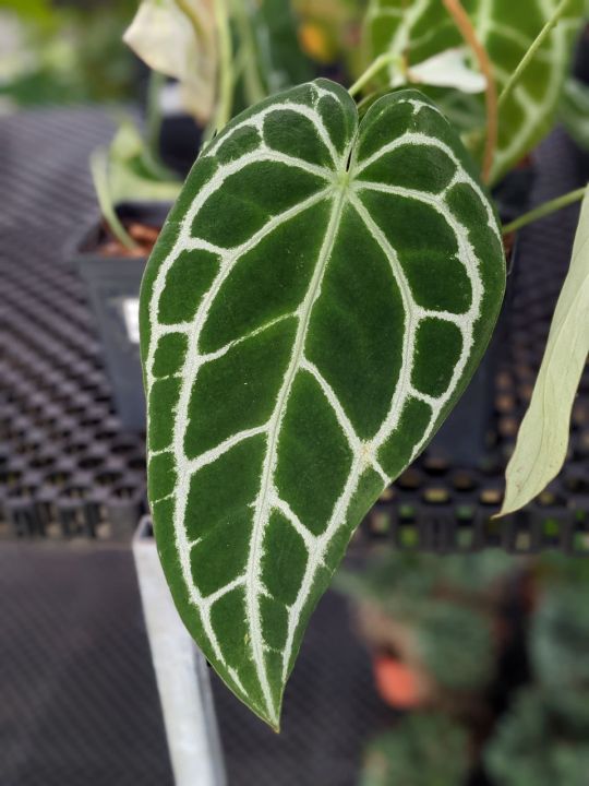 Anthurium Crystallinum Super Black - Beautiful and Exotic House Plant ...