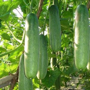 [ TOP BÁN CHẠY] Hạt giống dưa chuột thái chịu nhiệt tốt.