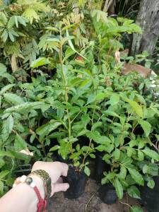 มะตูมแขก หรือมะตูมซาอุ เพาะเมล็ด แพ๊ค5ต้น129บาท พร้อมปลูก