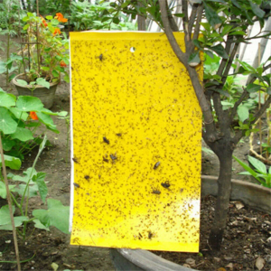 100pcs Strong Flies Traps Bugs Sticky Board Yellow Double-Sided Sticky Insect Board Catching Gnat Traps Killer For Indoor Outdoor Flying Plant Insect Like Fungus Gnats Whiteflies Aphids Leaf Miners Other Flying Plant Insects 10x20cm