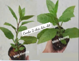 Combo 2 chậu rau bầu đất nhiều giá trị dinh dưỡng- Minh Khương