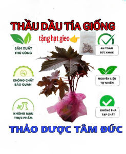 combo 5 cây thầu dầu tía giống