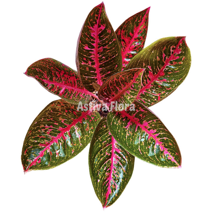choco philodendron Philodendron Choco Empress