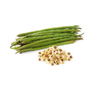 Keratan moringga/Keratan Kelor/Moringa/ Moringa cuttings(size 1fee/1kaki) (Keratan Batang)