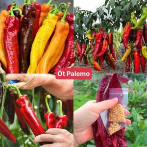Hạt Giống Ớt Sweet Palermo - Hạt Giống F1 Loại Siêu Trái Ít Sâu Bệnh Thu Hoạch Sớm
