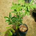 Bibit Kelengkeng Seedling Termurah Siap Tanam. 