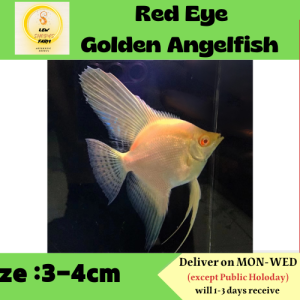 Red Eye Golden Angelfish  / Live Fish黄金甲神仙鱼