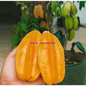 Bibit Belimbing Madu Jumbo Super Okulasi Cepat Berbuah