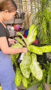 Agro Farm Racun Pokok Organik / Fungicide For Plant / Natural Pesticide / Neem Oil / Penghalau Serangga Semula jadi