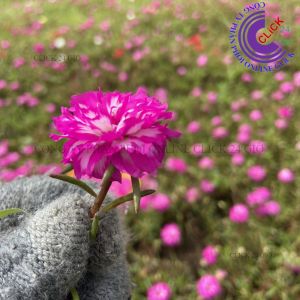 [Nở Cả Ngày] Combo Hoa Mười Giờ Thái Kép Màu Tím Mới Siêu Đẹp Dễ Trồng 377 Click 24 Giờ