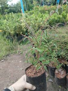 ต้นผักกาดย่า  หรือผักปู่ย่า เพาะเมล็ด พร้อมปลูก