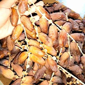 KURMA TUNISIA TANGKAI KUALITAS TERBAIK PREMIUM MENGKAL GARING MANIS BANYAK MANFAAT MENINGKATKAN DAYA TAHAN TUBUH