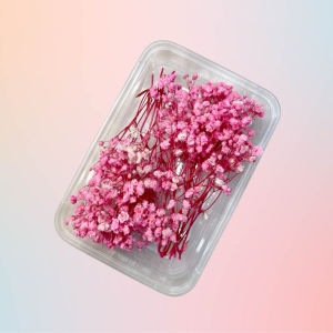 Preserved Dried Gypsophila Real Flowers in a Tub Gift Wedding Party Home Birthday DIY