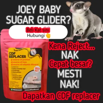 Shop Susu Sugar Glider Cdf online Nov 2024 Lazada .my