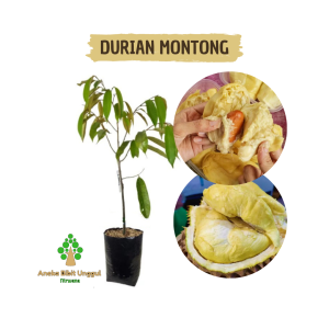BIBIT DURIAN MONTONG Aneka Bibit Unggul NIRWANA BIBIT DUREN MONTONG