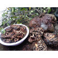 RAJA SATONG SARANG SEMUT KERING/SEGAR [KAKNA HERBS] (Pembeli Sabah/Sarawak chat seller dahulu)Mild and effective. 
