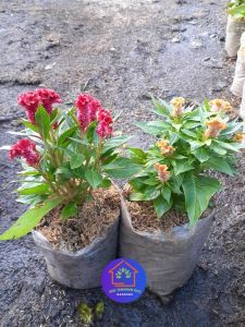 COD Paket 2 warna tanaman hias bunga jengger ayam berbunga bulat merah orange Celosia Argentea