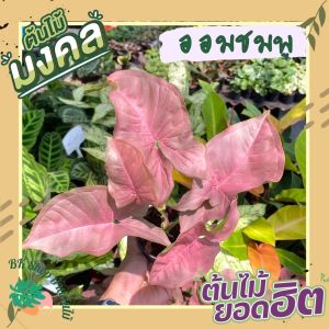 ออมชมพู Pink Syngonium คัดเกรด ต้นไม้มงคล ต้นไม้ฟอกอากาศ พร้อมกระถาง 3 นิ้ว ต้นไม้มงคลปลูกในบ้าน ต้นไม้มงคลเรียกทรัพย์หน้าบ้าน